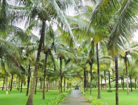 konkan coconut trees | Kutumb by Pprom